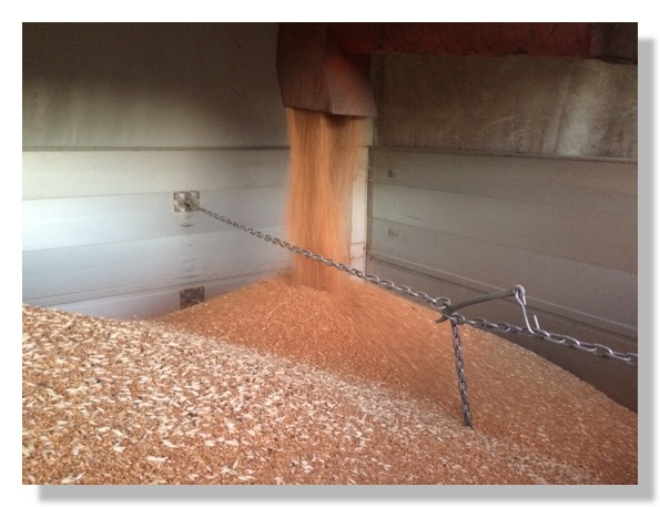 carico sul camion di grano
